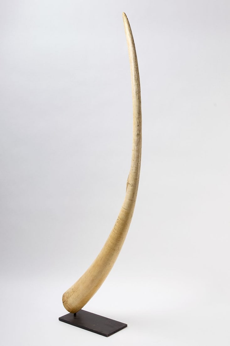 Large Oliphant - 2