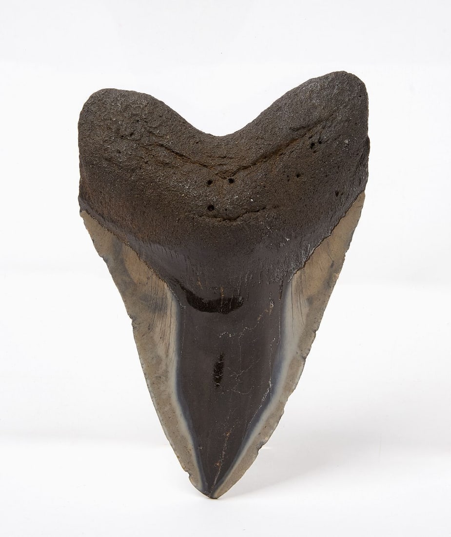 Megalodon Shark's Tooth (1 of 3)