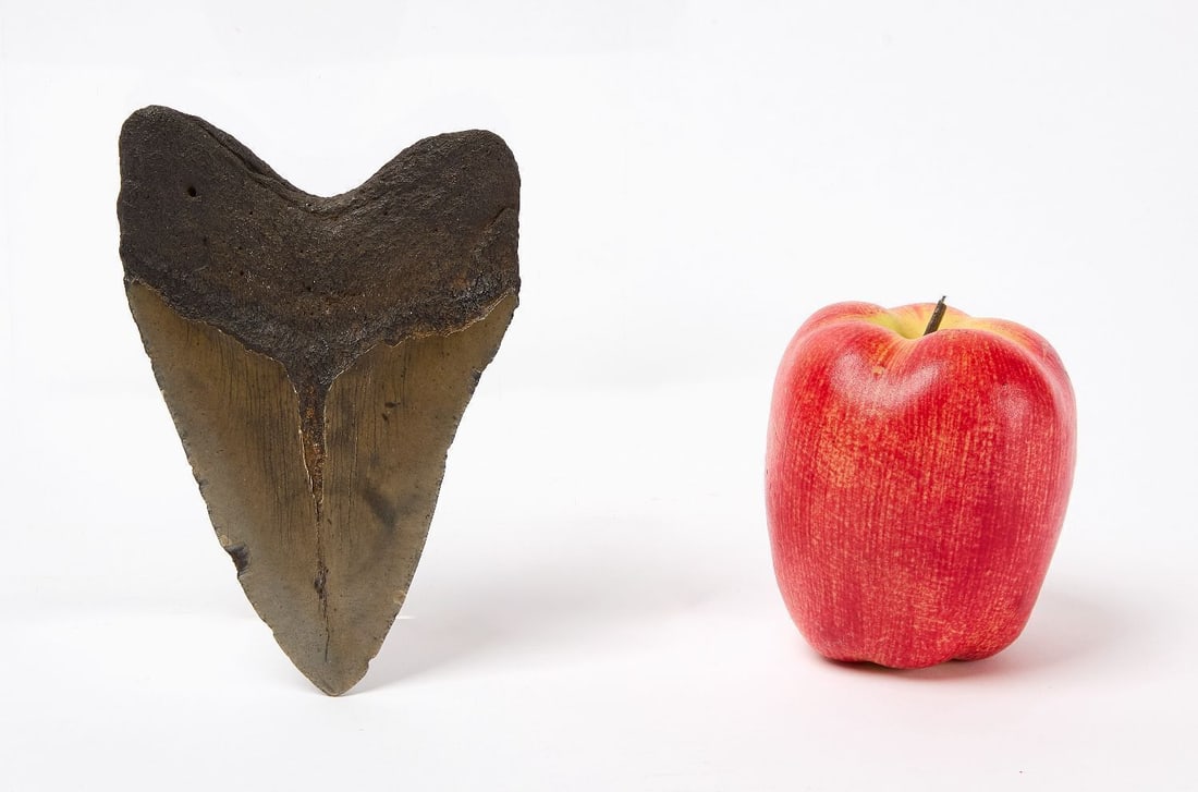 Megalodon Shark's Tooth - 2