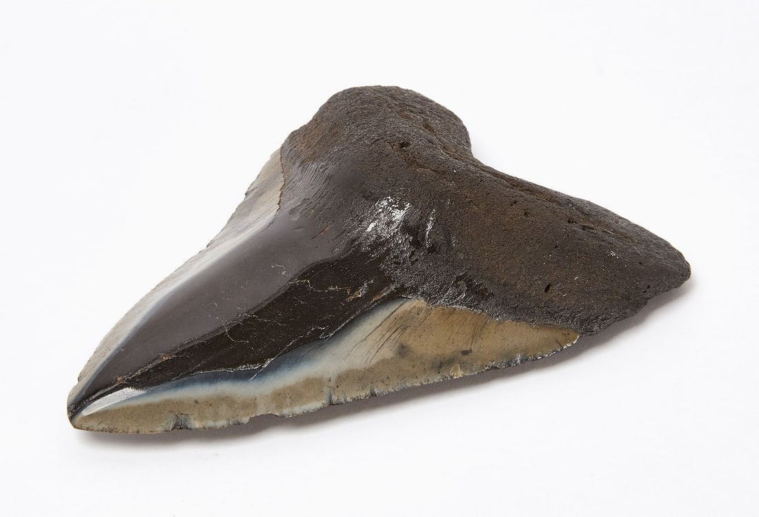 Megalodon Shark's Tooth - 3
