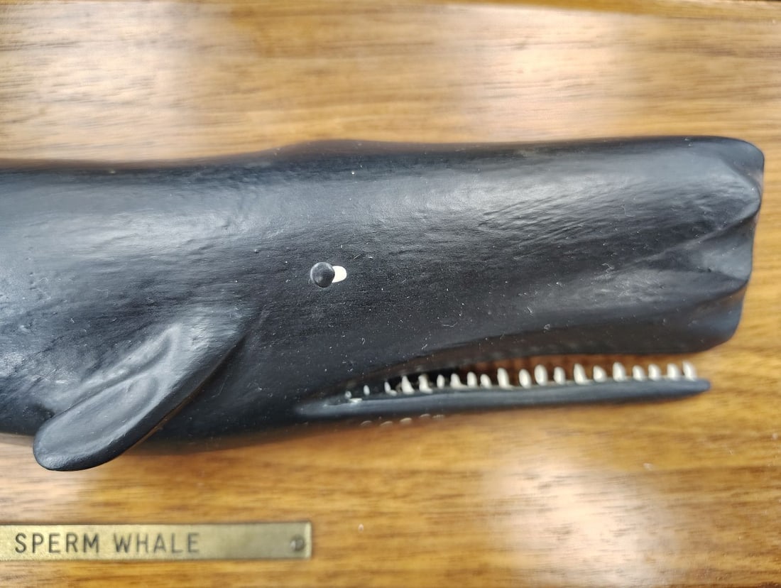 Carved Wood Sperm Whale Plaque - 4