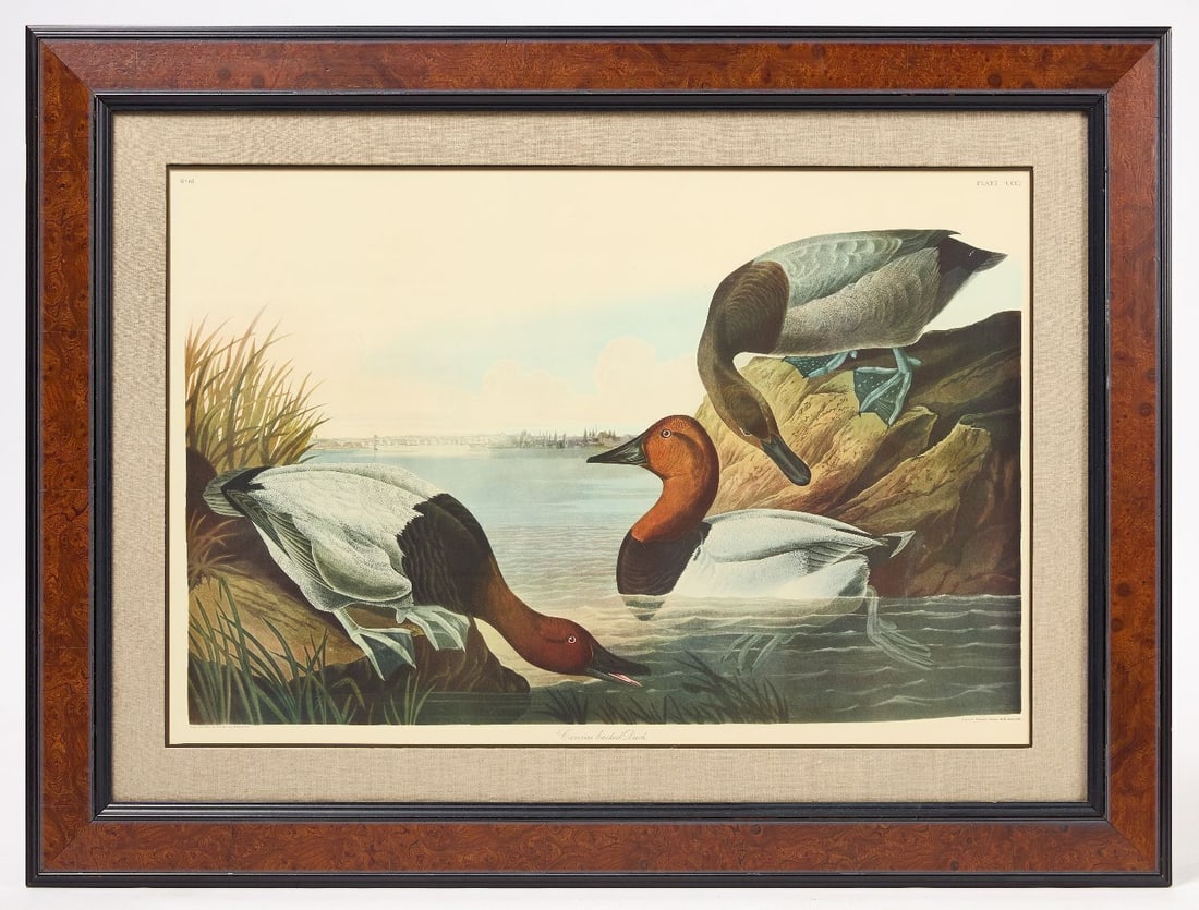 Large Audubon Plate - Canvas Back Duck Lithograph: After J.J. Audubon, "Canvas back Duck", plate CCCI, no. 61, printed in lower right corner "Engraved, Printed and Coloured by R Havell,1836". Lithograph on paper. Modern