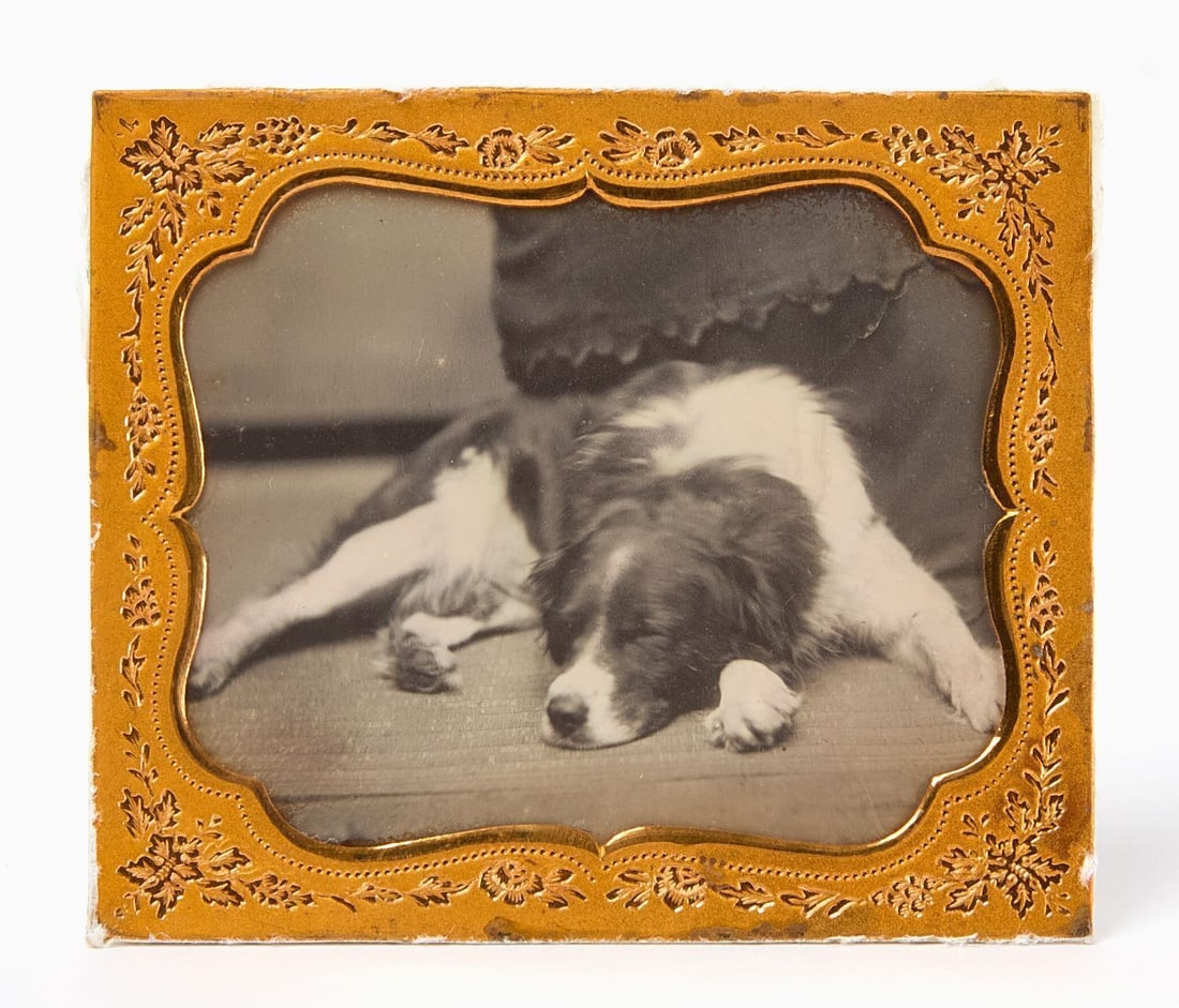 Fine Daguerreotype of a Dog (1 of 3)