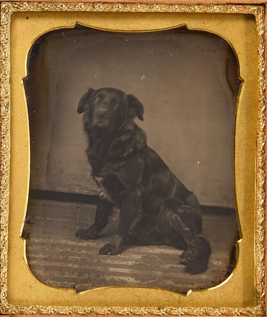 Daguerreotype Portrait of a Dog: Sixth plate daguerreotype portrait of a black dog. Under mat, glass, and preserver. Housed in a full leatherette case with repaired spine. American, circa 1850. Case: H 3-3/4 in. W 3-1/4 in. 