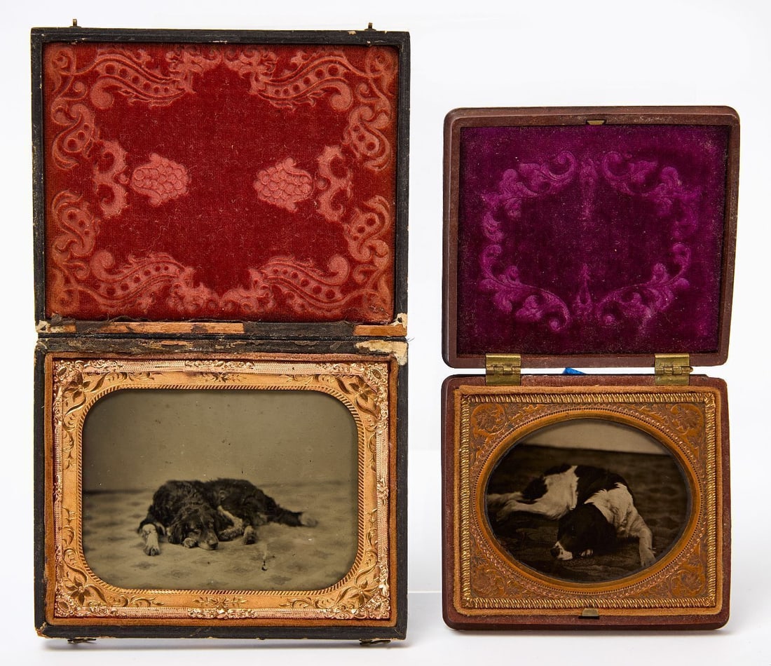 Two Ambrotype Portraits of Dogs: Two ambrotype portraits of resting dogs, taken inside photo studios. 1/4 plate ruby ambrotype of a dog. Under mat, glass, and preserver. Housed in a full leatherette case with repaired spine. Together
