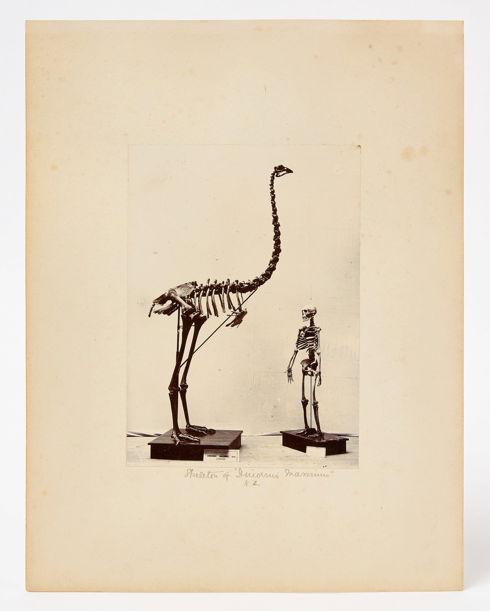 Photograph of Museum Exhibit - Human and Giant Bird Skeletons: Photographic view of a museum interior showing two articulated skeletons - on the left, 'Dinornis Maximus' (a species of Giant Moa native to New Zealand), and on the right, a human skeleton. A
