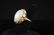 Ladies 14k Gold and Jade Ring - 2