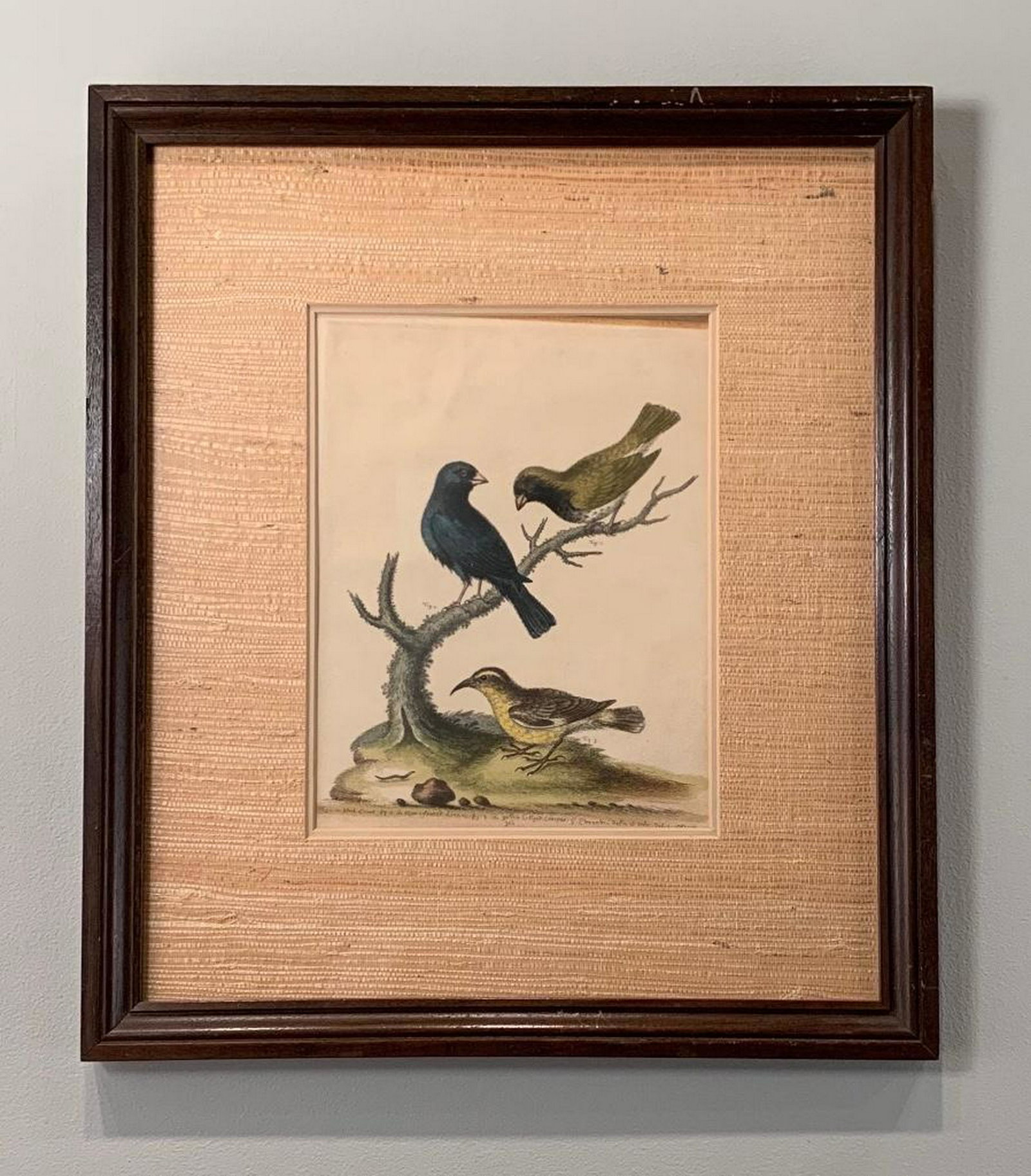 Three Ornithological Prints by George Edwards, British: Three Ornithological Prints by George Edwards(British 1694-1773):George Edwards(British 1694-1773) Three hand colored engravings of birds, from A Natural History of Uncommon Birds, plates 302, 304 and