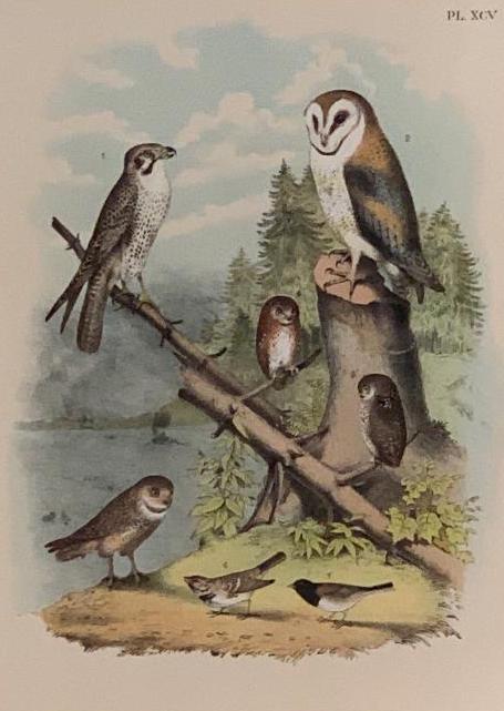 Owl Print, Theodore Jasper,Birds of North America (1 of 5)