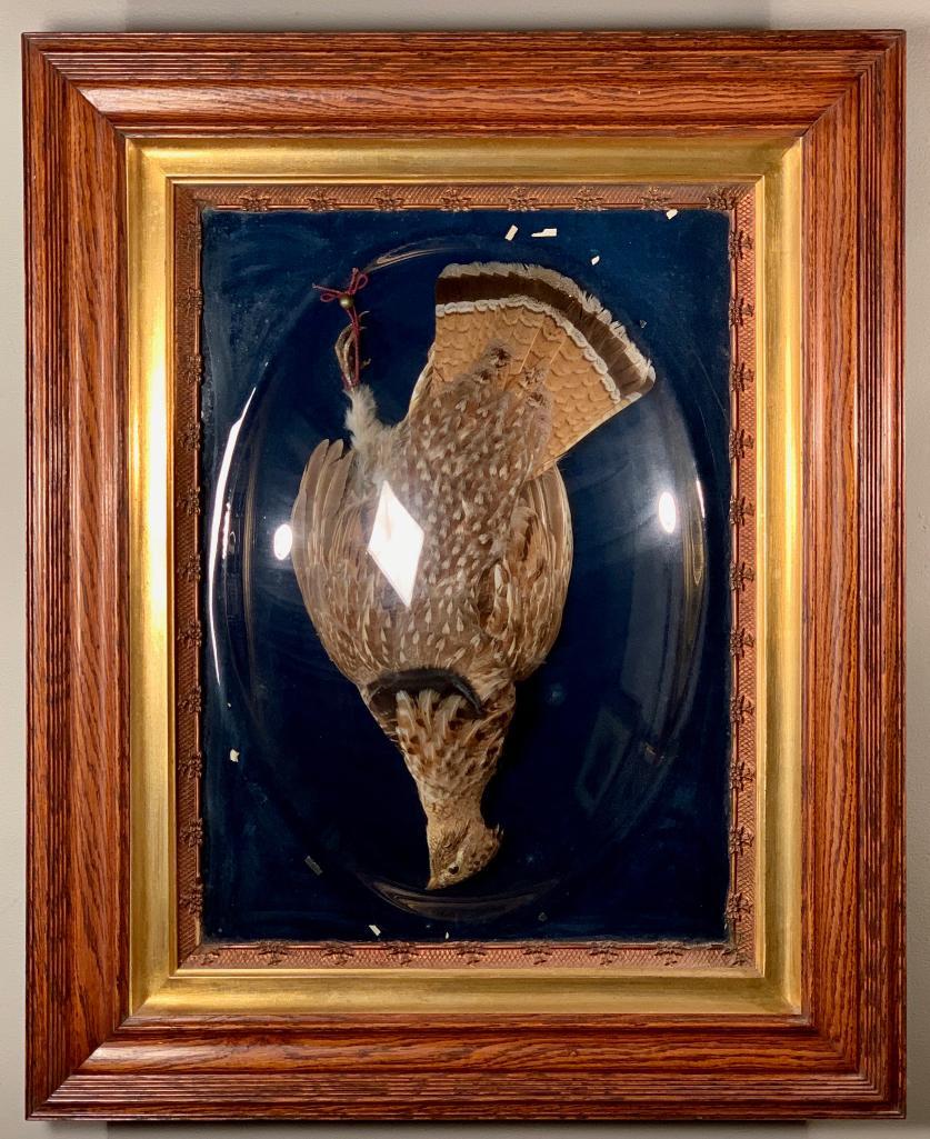 Victorian Taxidermed Ruffed Grouse in Glass: Victorian Taxidermed Ruffed Grouse in Glass, framed under oval glass dome and wood and gilt frame. 32 in. x 26 in. as framed Condition: Some loose pieces of plaster inside frame.