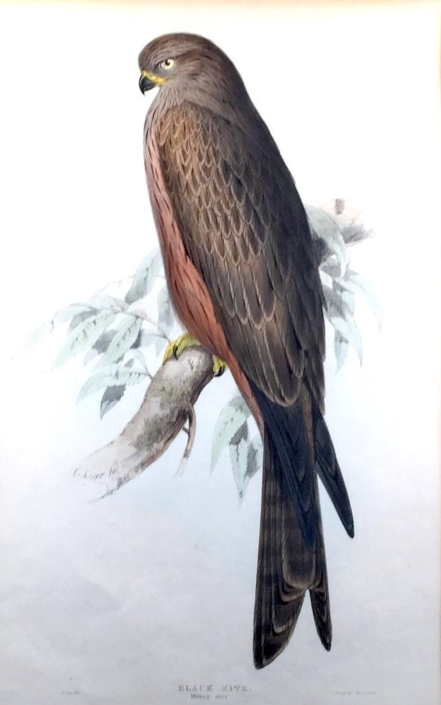 Edward Lear (British 1812-1888): Edward Lear (British 1812-1888) Black Kite, Milvus Ater, handcolored lithograph, printed by C.Hullmandel (British 1789-1850) matted and framed. 21 x 13 in. 30 x 22 in. as framed