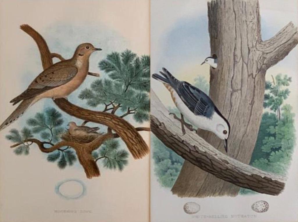 Two Framed Ornithological Plates from Thomas Gentry (1 of 11)