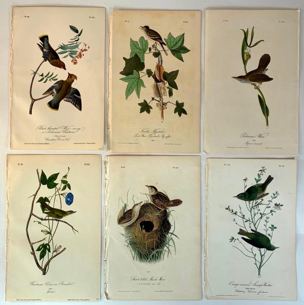 Six Audubon Plates of Birds in Nature (1 of 7)