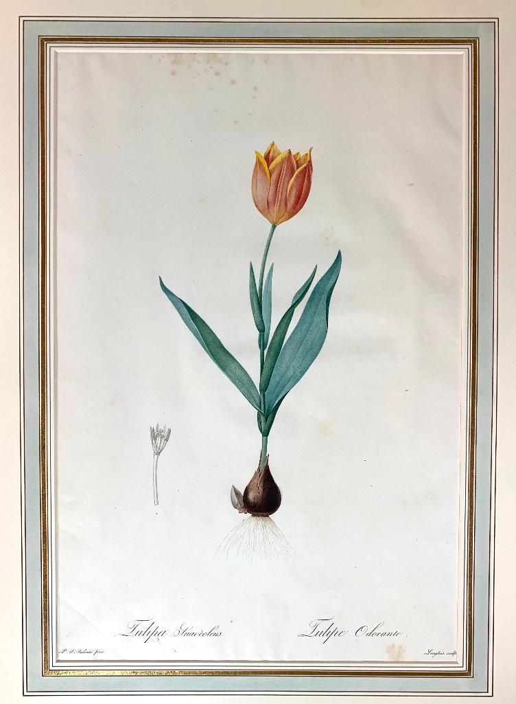 Pierre Joseph Redoute (French 1759-1840) (1 of 8)