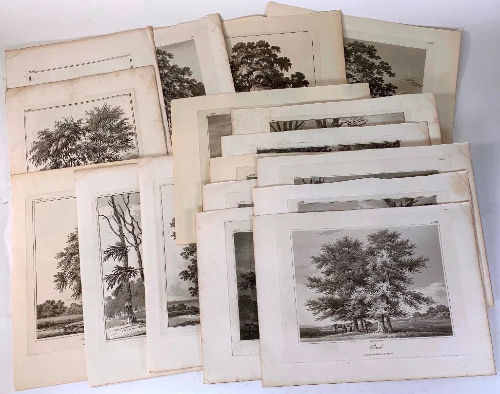 17 Engraved Plates of Trees by Edward Kennion (1 of 19)