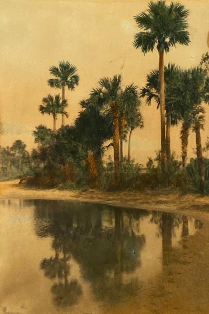 Wallace Nutting, "Palm by the Pool" (1 of 3)