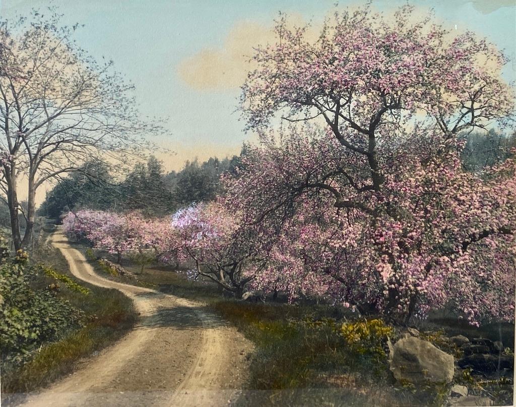 Wallace Nutting, " Curve, Shadow and Bloom" (1 of 3)