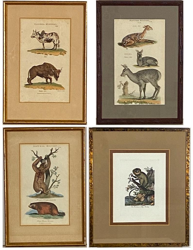 Four Assorted Natural History Prints (1 of 13)