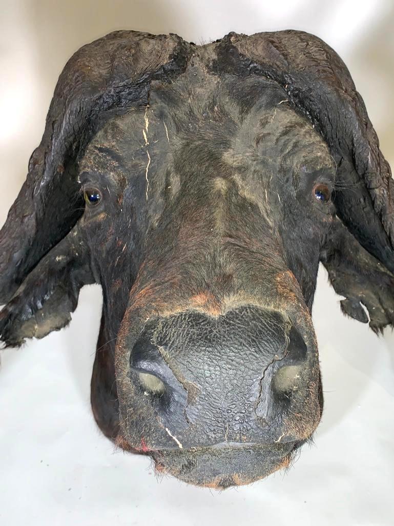 Taxidermy Head of an African or Cape Buffalo (1 of 12)