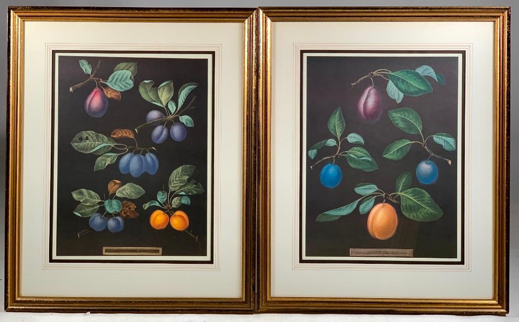 Pair of George Brookshaw Framed Botanical Prints (1 of 6)