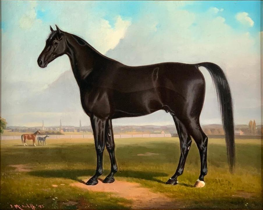 John McAuliffe Oil, Equine Portrait (1 of 11)