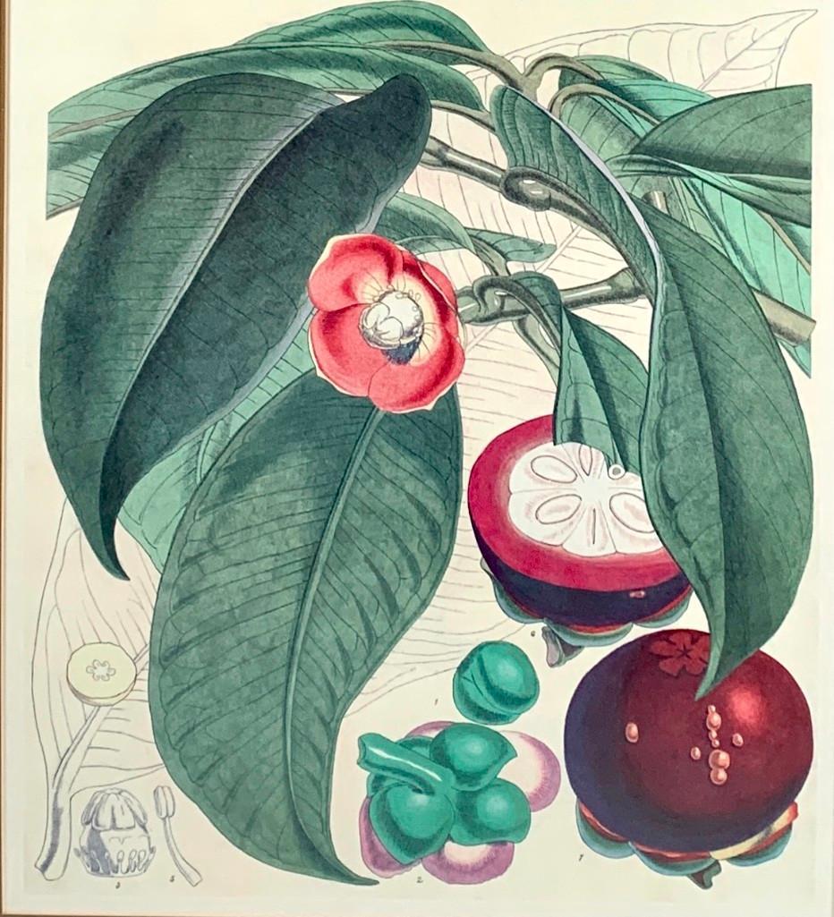 Large Framed Botanical Lithograph (1 of 8)