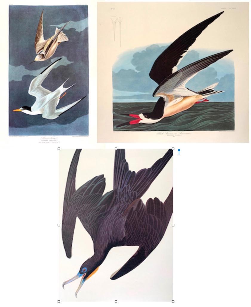 After John James Audubon (American 1785-1851) (1 of 7)