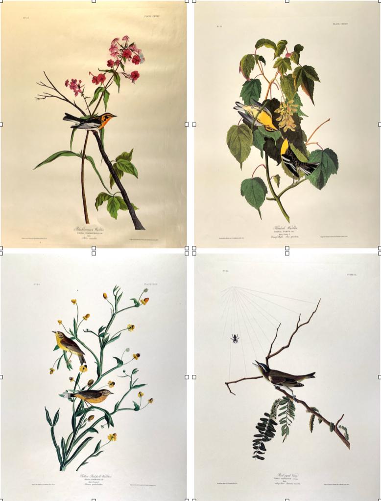 After John James Audubon (American 1785-1851) (1 of 9)