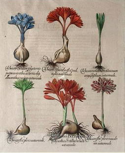 Basilius Besler Hand Colored Botanical, "Colchicum": Basilius Besler (German 1561-1629) "Colchicum," shown in six various species, named and numbered I-VI, from "Hortus Eystettensis," 1613, Hand colored engraving, matted and framed. Dimensions: 20