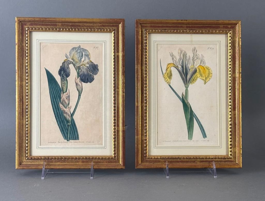 Sydenham Edwards, Pair of Hand Colored Botanical Engravings, Iris (1 of 8)