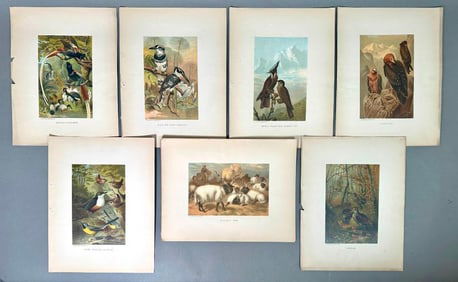 Seven Prang Chromolithographs From J.G. Wood, "Our Living World"