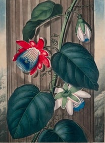 Robert John Thornton Botanical Print, "The Winged Passion Flower"
