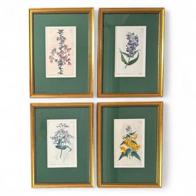 Sydenham Edwards, Four Hand Colored Botanical Prints
