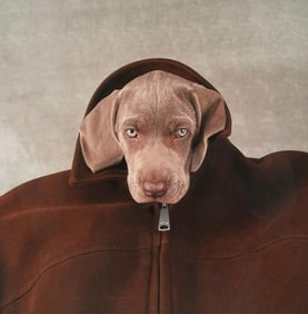 William Wegman Digital Pigment Print, "Suedy"
