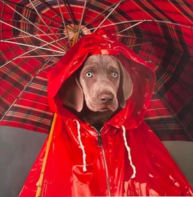 William Wegman Digital Pigment Print, "Rain Ready"