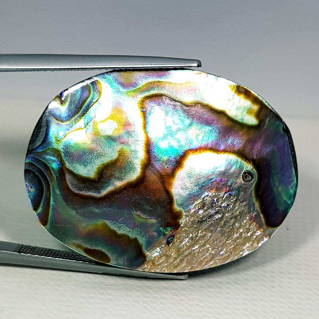 43.95 ct Austarlian Abalon: Oval-Australia