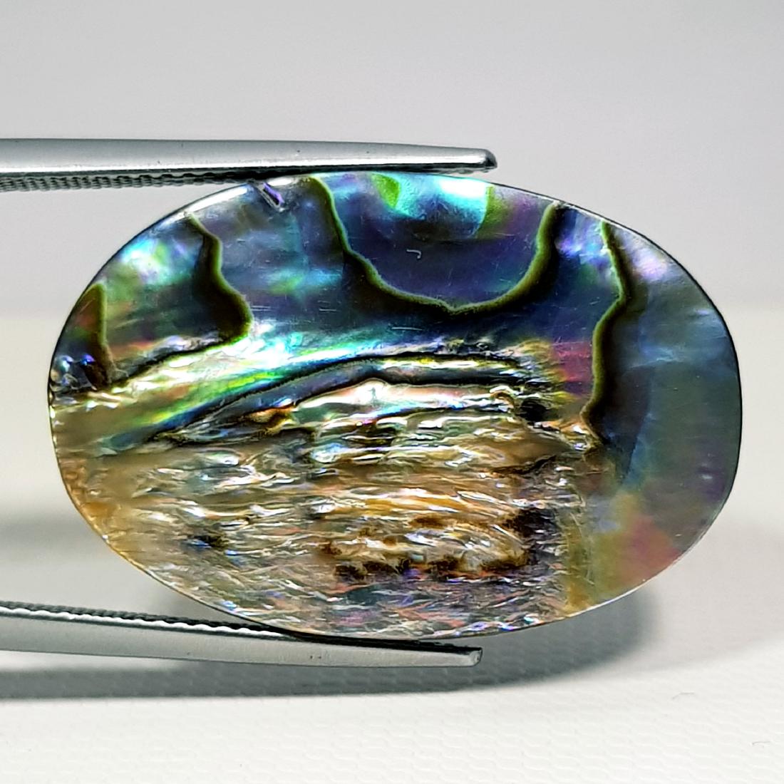 27.70 ct Austarlian Abalon: Oval-Australia