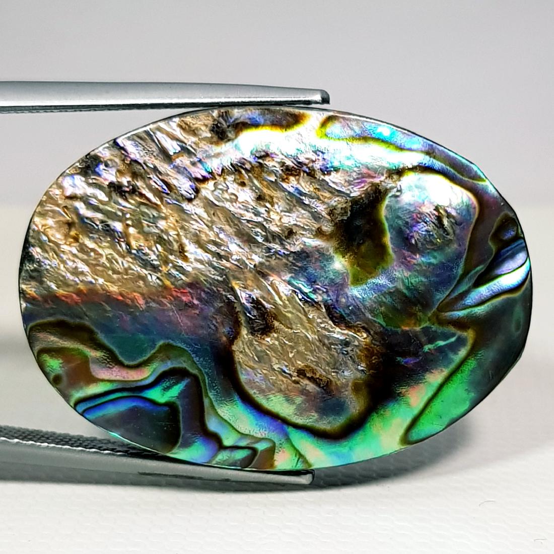 33.90 ct Austarlian Abalon: Oval-Australia