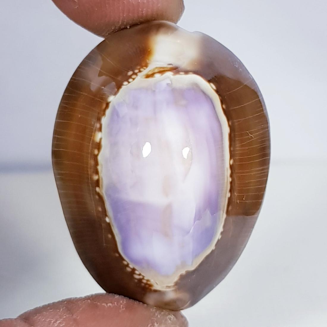 42.60 ct Natural Sea Shell (1 of 6)