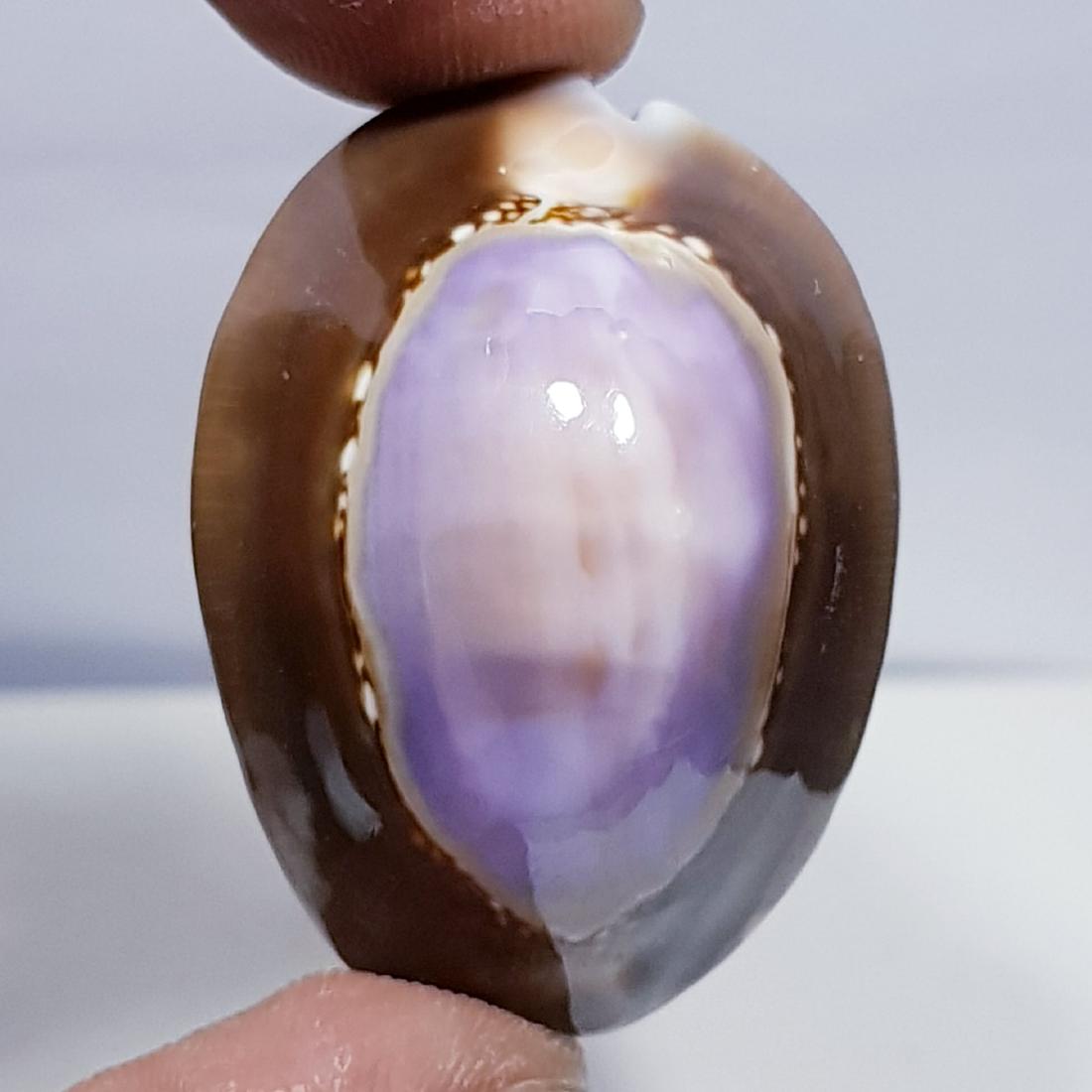 47.10 ct Natural Sea Shell (1 of 6)