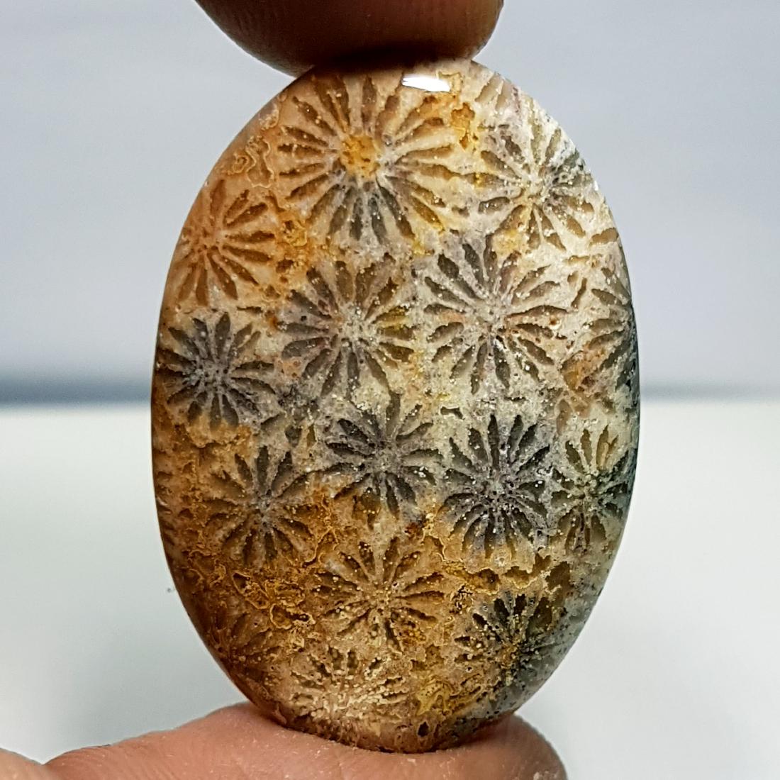 33.85 ct Natural Fossil Coral (1 of 6)