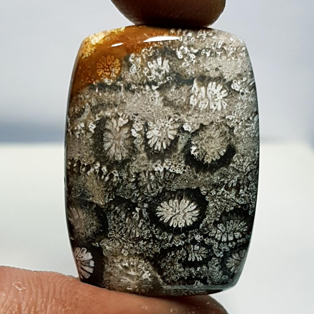 31.40 ct Natural Fossil Coral (1 of 6)