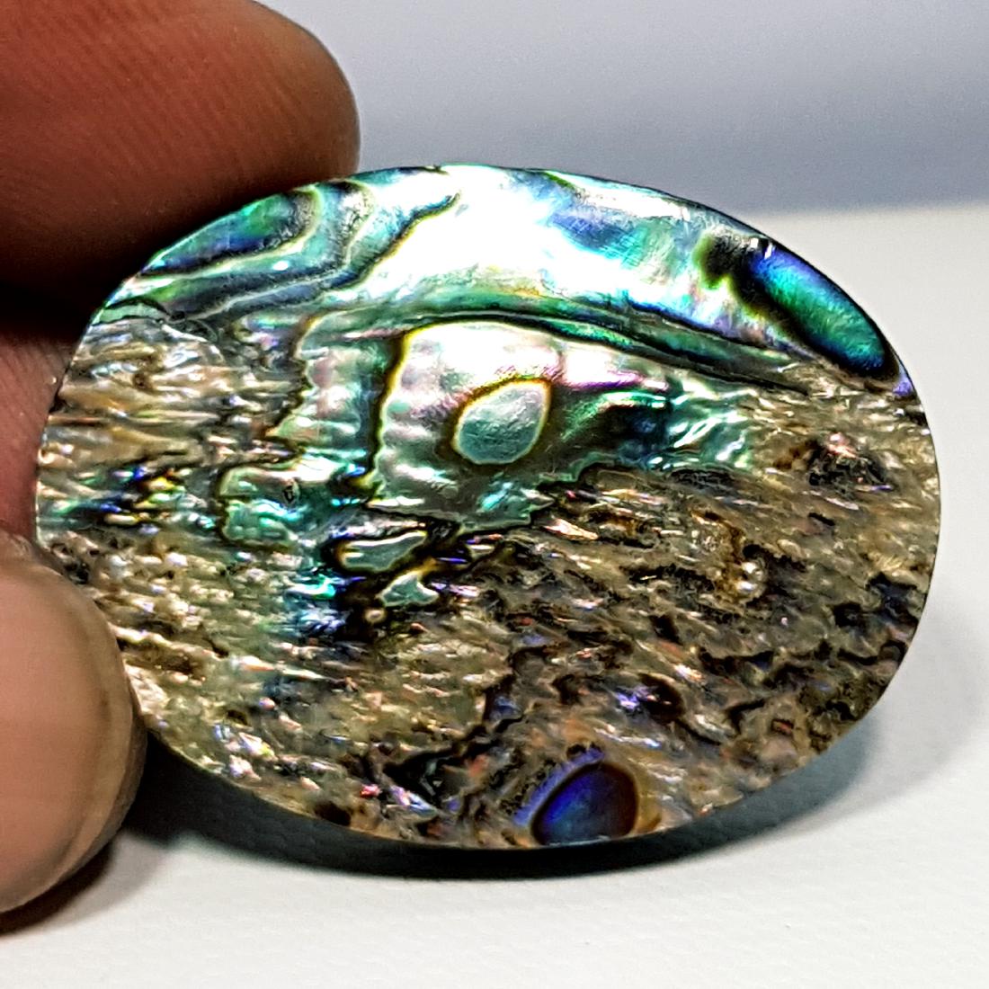 41.70 ct Australian Abalon: Oval - Australia