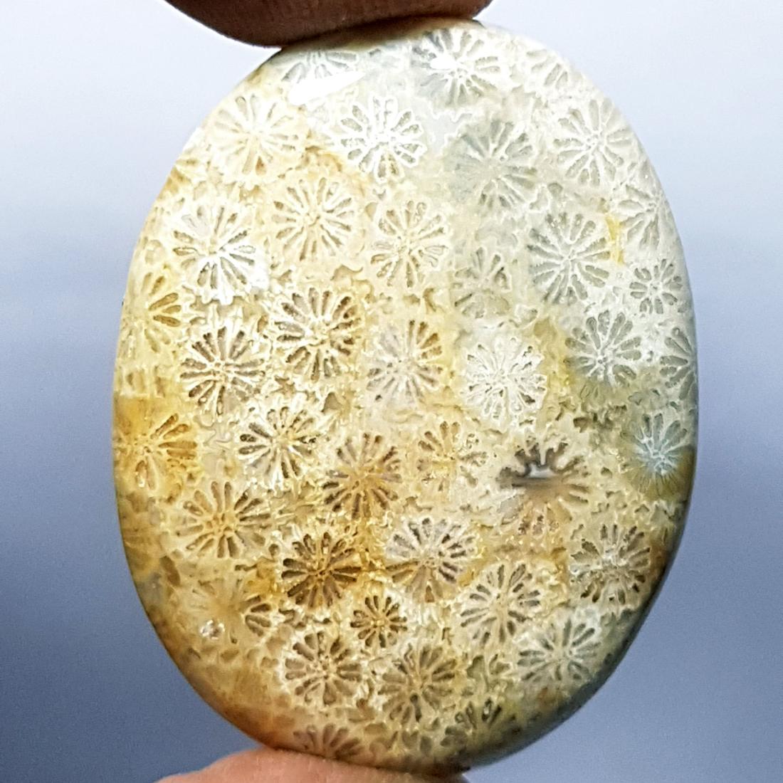 46.55 ct Natural Fossil Coral (1 of 6)