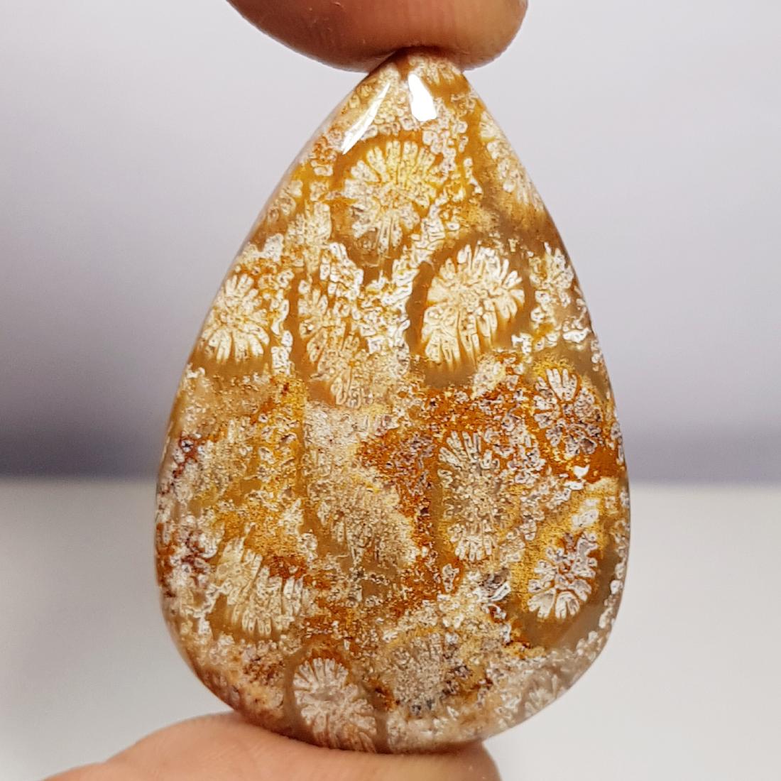 44.30 ct Natural Fossil Coral (1 of 5)