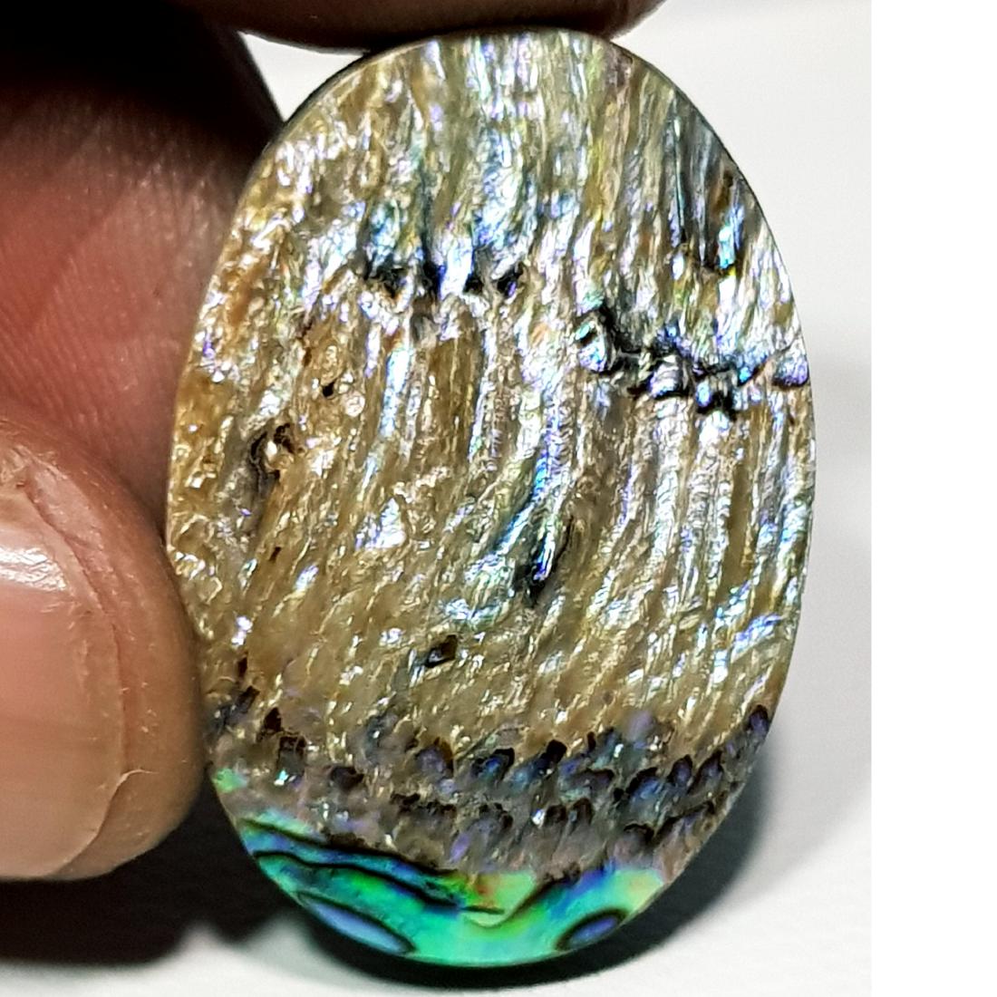 26.35 ct Australian Abalon: Oval -Australia