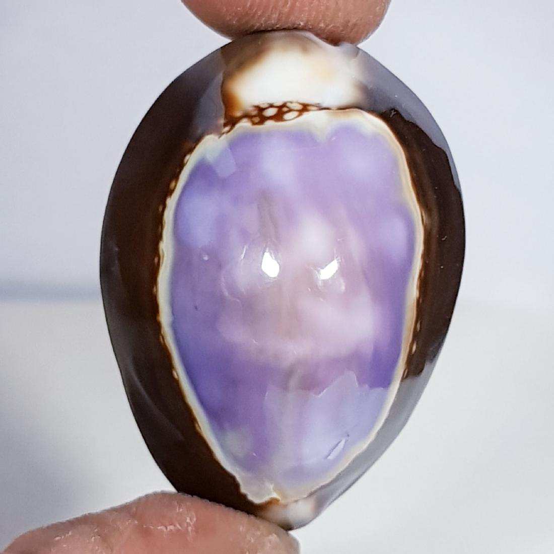 47.05 ct Natural Sea Shell (1 of 5)