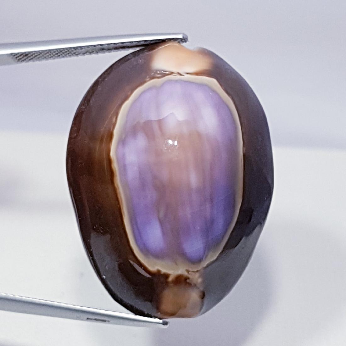 41.65 ct Natural Sea Shell (1 of 6)
