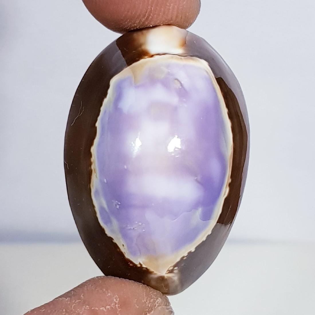 32.20 ct Natural Sea Shell (1 of 6)