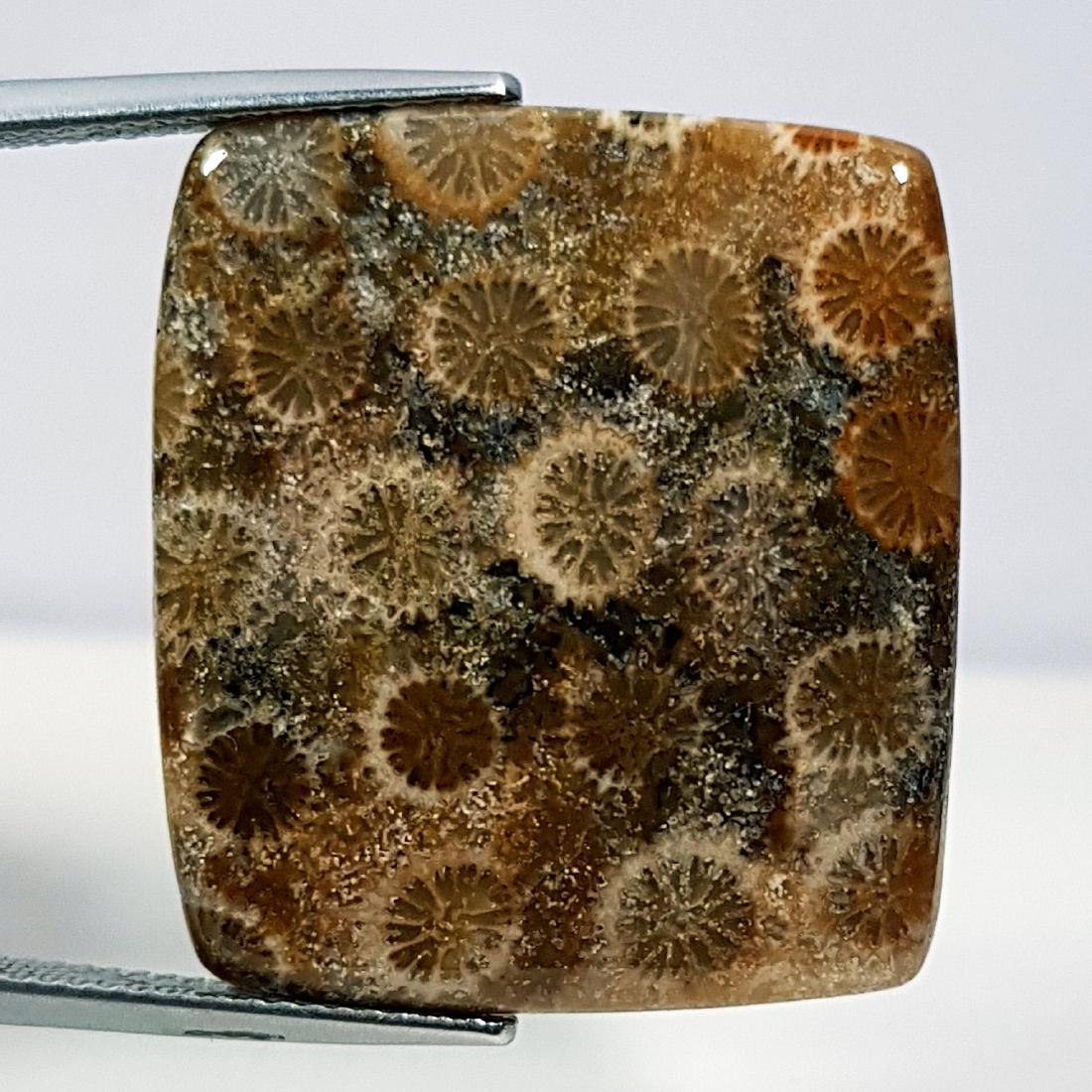 23.35 ct Natural Fossil Coral (1 of 6)